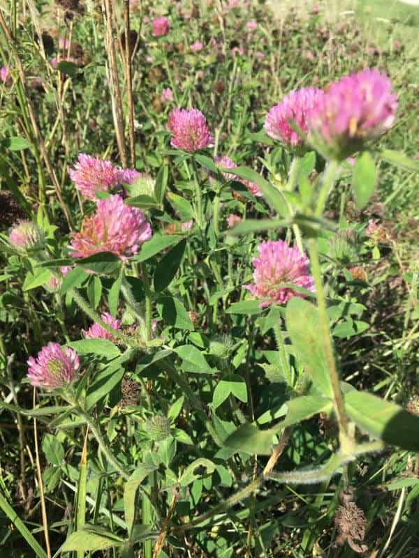 Red clover flowers in a field