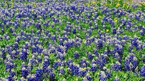 Field of blue wildflowers