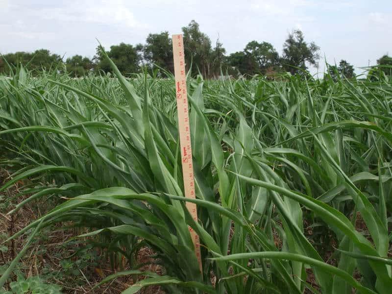 米尺测量高粱苏丹作物