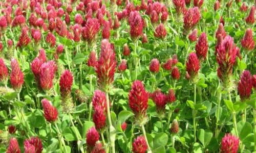 field of crimson clover